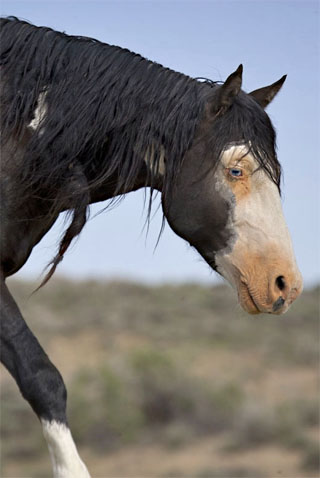 Action photography: black and white wild horse portrait at Sand Wash Basin in northwestern Colorado by Andy Long.