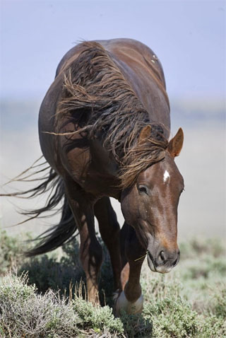 Action photography: brown wild horse portrait at Sand Wash Basin in northwestern Colorado by Andy Long.