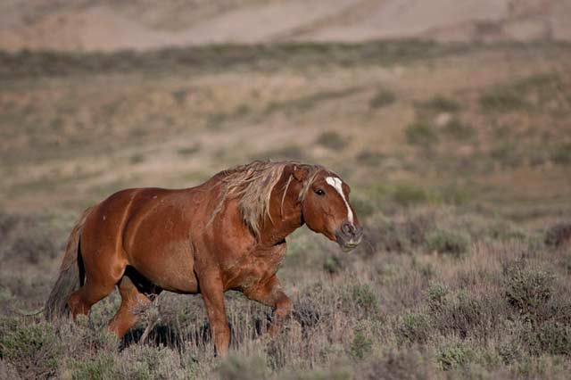 Action photography: brown wild horse with ears back getting ready to encounter another stallion at Sand Wash Basin in northwestern Colorado by Andy Long.