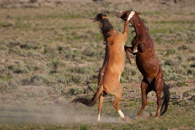 Action photography: two wild horse stallions rearing up in a fight by Andy Long.