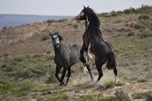 Action photography: black and gray wild horse stallions fighting at Sand Wash Basin in northwestern Colorado by Andy Long.