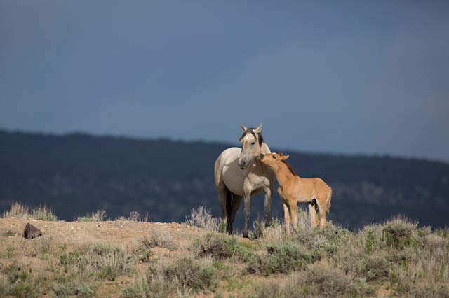 Action photography: wild horse mare and colt interaction at Sand Wash Basin in northwestern Colorado by Andy Long.