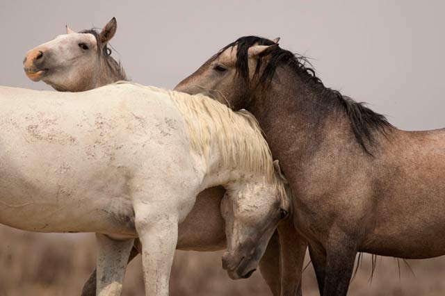Action photography: three wild horses nuzzling at Sand Wash Basin in northwesster Colorado by Andy Long.