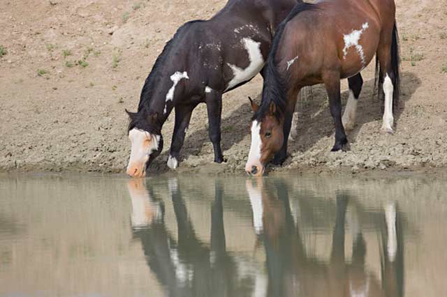 Action photography: reflection of wild horses drinking at the watering hole by Andy Long.