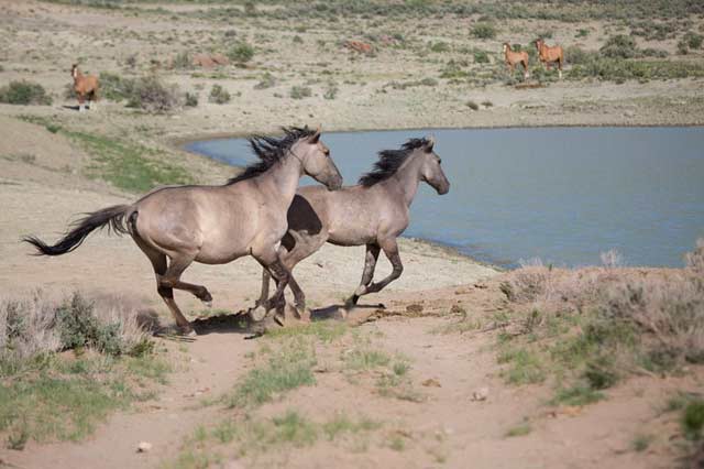 wild horses photography : wild horses running to the watering hole by Andy Long.
