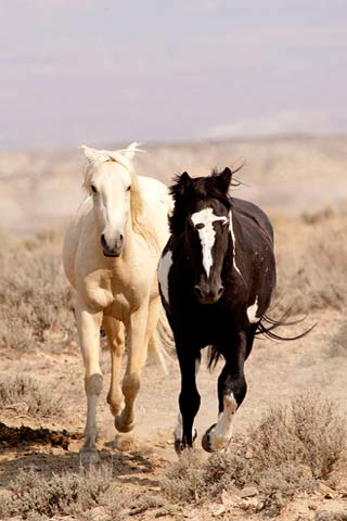 Action photography: two wild horses running at Sand Wash Basin in northwestern Colorado by Andy Long.