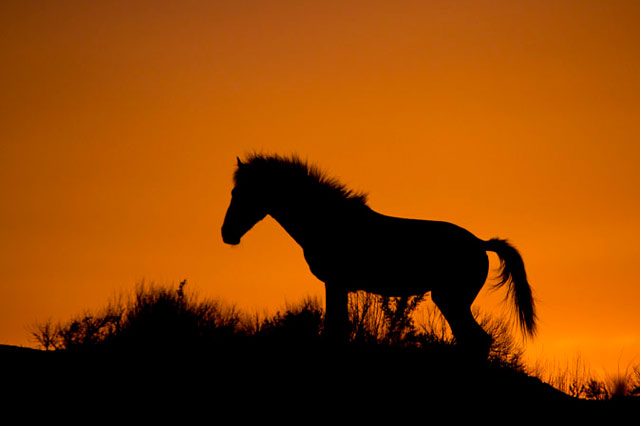 Action photography: silhouette of wild horse standing on a ridge at sunset at Sand Wash Basin in northwestern Colorado by Andy Long.