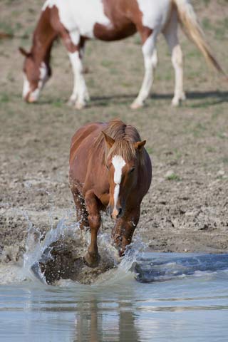 Action photography: wild horse stomping the water at the watering hole by Andy Long.