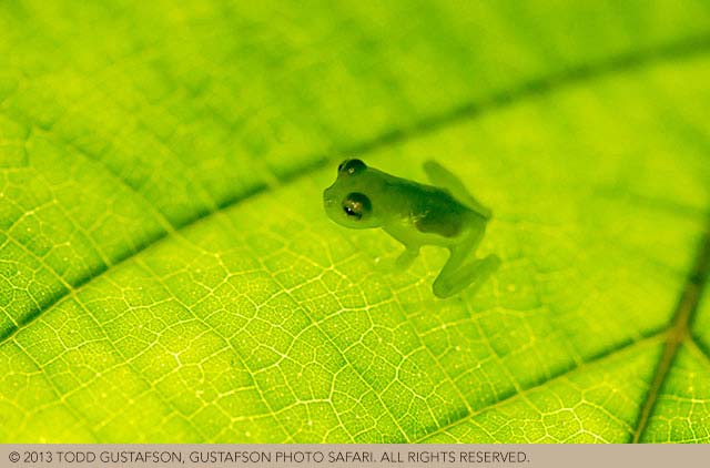 Photographing frogs in Costa Rica: Green Glass Frog on green leaf by Todd Gustafson.