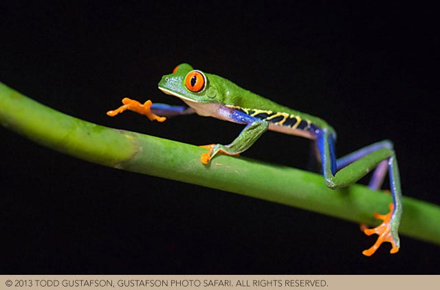 Tips for photographing Costa Rica reptiles: colorful Red-eyed Tree Frog image by Todd Gustafson.