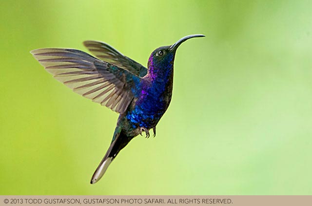 Photographing birds in Costa Rica: Violet Sabrewing Hummingbird in flight by Todd Gustafson.