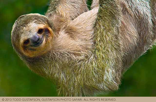 Tips for photographing wildlife in Costa Rica: portrait of the smiling face of Three-toed Sloth hanging upside down by Todd Gustafson.