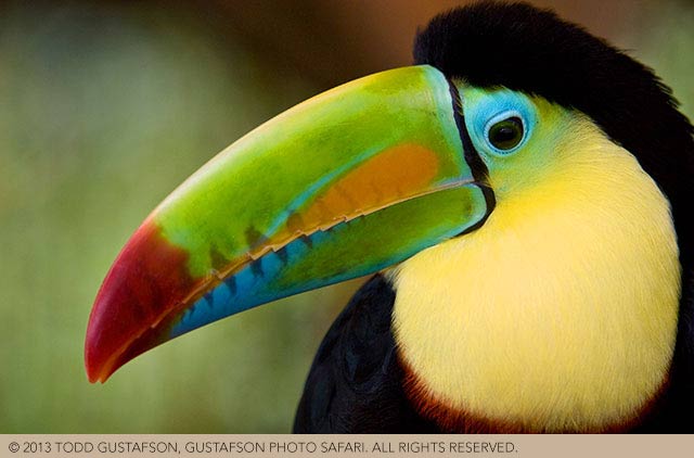 Costa Rica Photography: colorful Keel-billed Toucan image by Todd Gustafson.