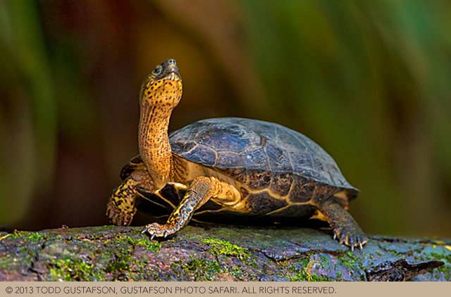Photographing nature in Costa Rica: a Black River Turtle on a moss covered log by Todd Gustafson.