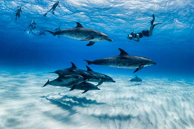 Underwater photo of Atlantic Spotted Dolphins in clear blue water on White Sand Ridge, Bahamas by Mike Ellis.