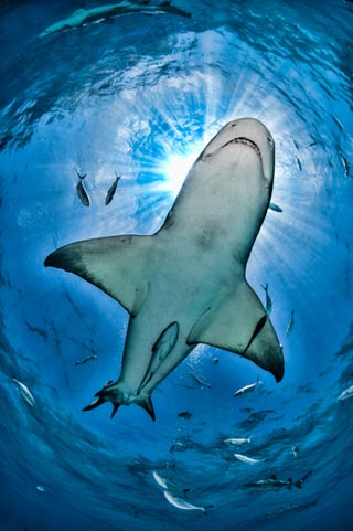 Underwater photo of belly of a Lemon Shark with sunburst above and Remoras fish in blue water by Mike Ellis