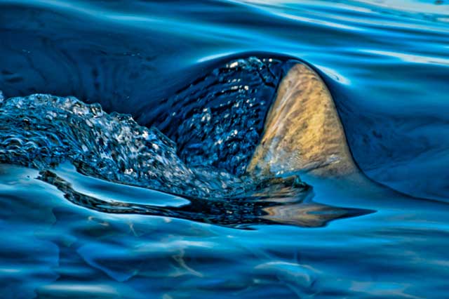 Photo of Lemon Shark's dorsal fin cutting the surface of the blue water by Mike Ellis.