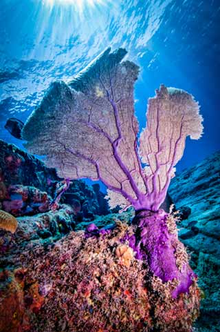 Underwater photo of colorful coral fan on the Sugar Wreck in the Bahamas by Mike Ellis.