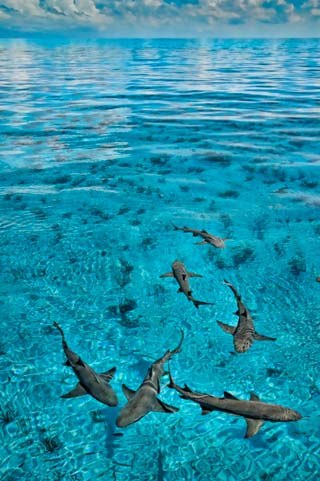 Photo of Lemon Sharks in clear aqua waters taken from above at Tiger Beach, Bahamas by Mike Ellis.