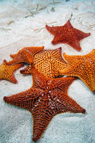 Underwater photo of red and orange star fish / sea stars on sanding ocean floor by Mike Ellis.