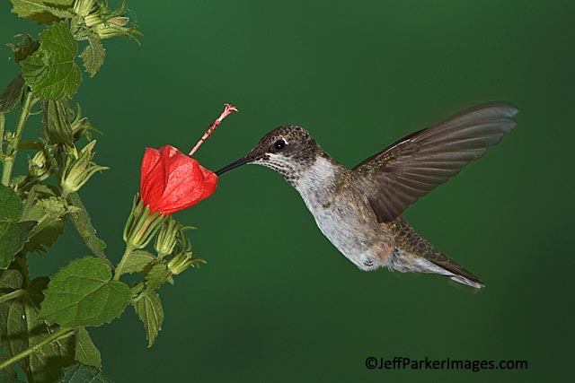Stop-action photo of male juvenile Ruby-throated hummingbird with bill in red flower by Jeff Parker.