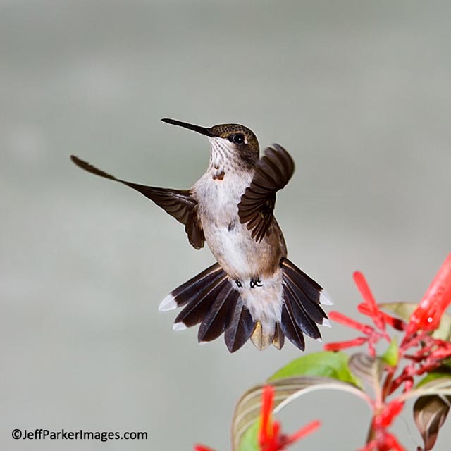 Male juvenile Ruby-throated hummingbird in mid-flight next to red flowers by Jeff Parker.