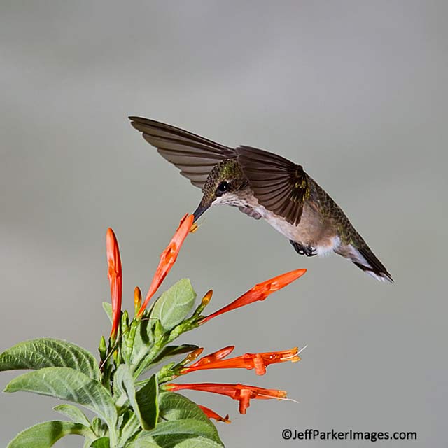 Close-up photo of a male juvenile Ruby-throated hummingbird in mid-flight licking nector from a red flower by Jeff Parker.