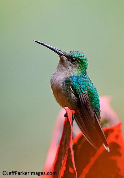 Close-up portrait of Crowned Woodnymph Hummingbird sitting on a red flower by Jeff Parker.