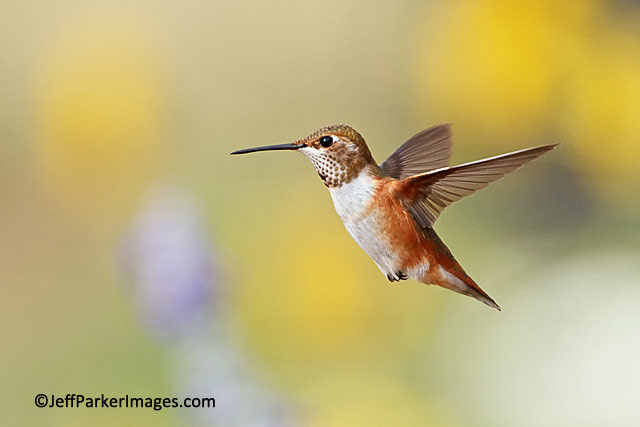 Close-up, stop-action photo of a Rufous Hummingbird in mid-flight by Jeff Parker.
