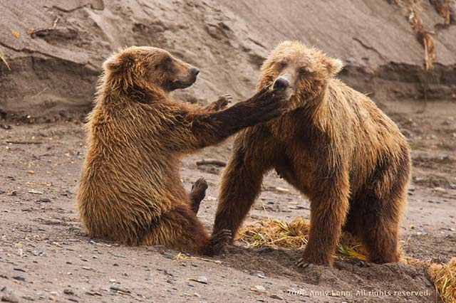 A young brown bear cub slaps its mom on the face by Andy Long.