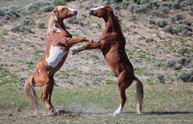 Image of two wild horses fighting at Sand Wash Basin in Colorad by Andy Long.