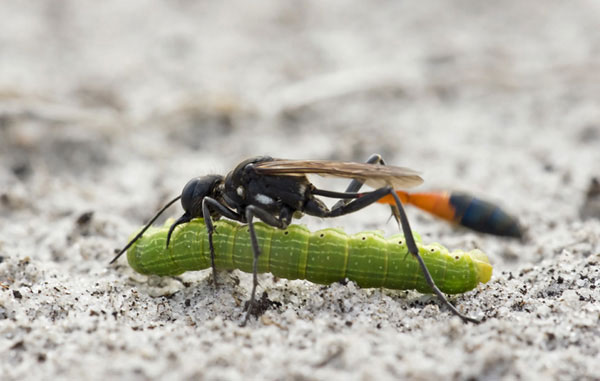 Photo of Digger Wasp by Edwin Brosens