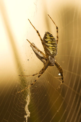 Photo of Wasp Spider by Edwin Brosens
