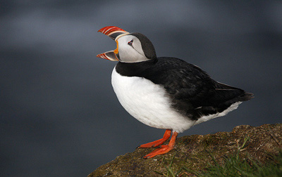 Photo of Puffin at Cliffs of Latrabjarg, Western Iceland by Noella Ballenger