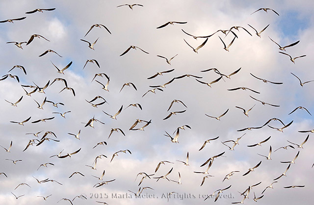 Image of many, many Terns in flight against a cloudy and blue sky at Cedar Key, Florida by Marla Meier.