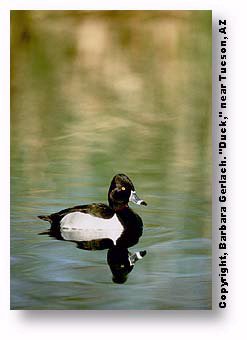 Camera grid lines: image of horizontally level canvasback duck by John Gerlach.