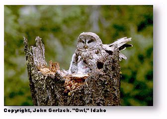 Camera grid lines: image of owl using rule of thirds by John Gerlach.