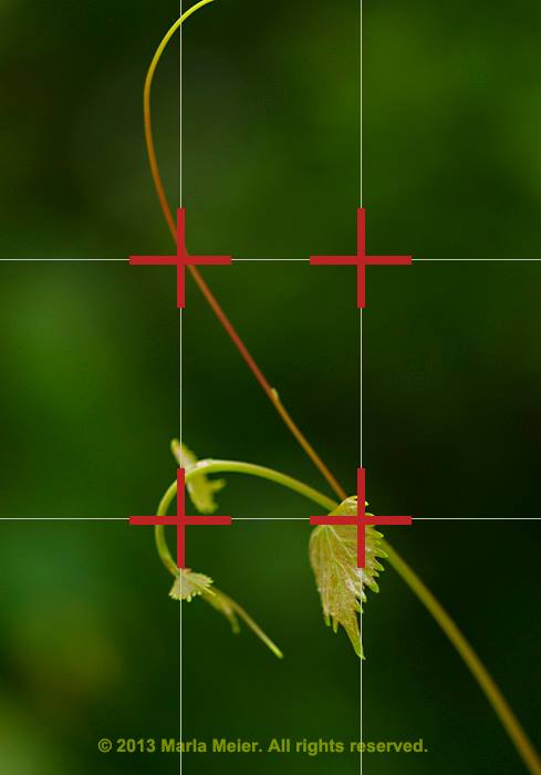 Camera grid lines: image of leaf showing placement using rule of thirds by Marla Meier.