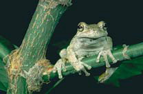 Tree frog - Positive and Negative Space photography