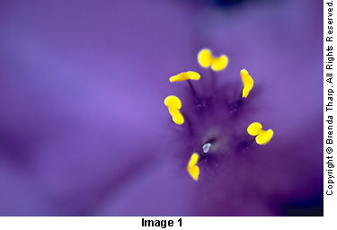 Photo expressions: wide open aperture on purple flower with yellow anthers by Brenda Tharp.