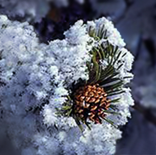Image of hoar-frost on a branch with a pine cone in Colorado by Brenda Tharp
