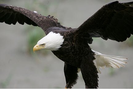 Close-up image of a Bald Eagle landing by Andy Long.