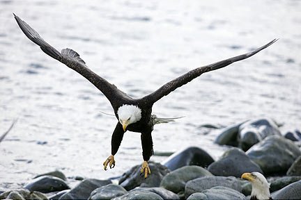 Photo of a Bald Eagle landing on rocks by Andy Long.