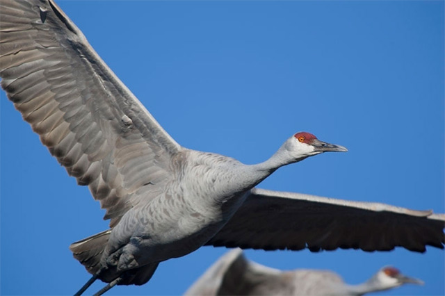 Close-up image of a Sandhill Crane in flight by Andy Long.