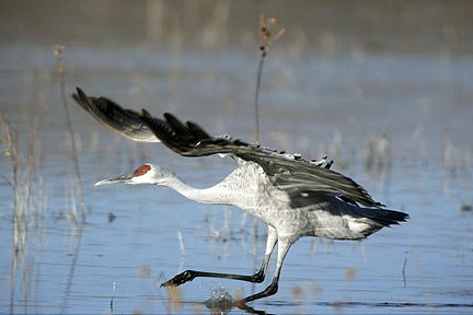 Photo of a Sandhill Crane in an unusual position as it lands on the water by Andy Long.