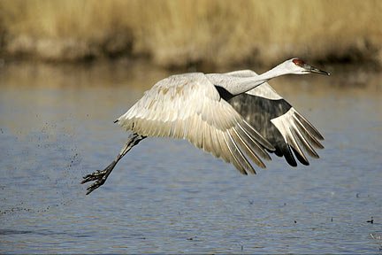 Photo of a Sandhill Crane taking off of the water by Andy Long.