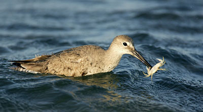Photo of Willet after catching a meal by Andy Long.