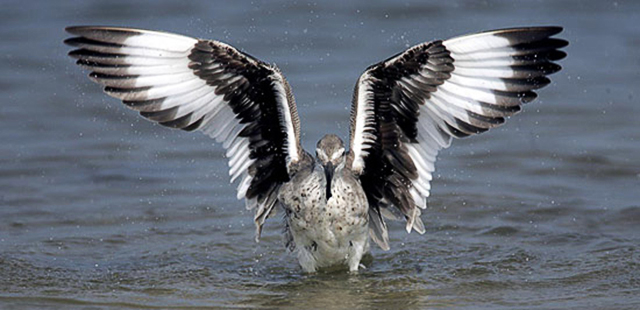 Photo of Willet doing a wing flap by Andy Long.