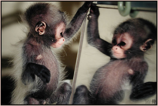 Photo of Monkey in the Mirror