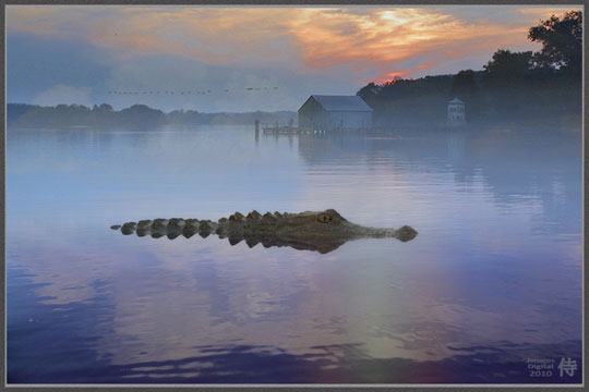 Photo of Alligator Country